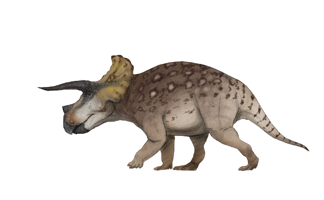 Triceratops Horridus