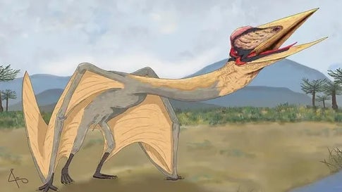 theDragonOfDeath