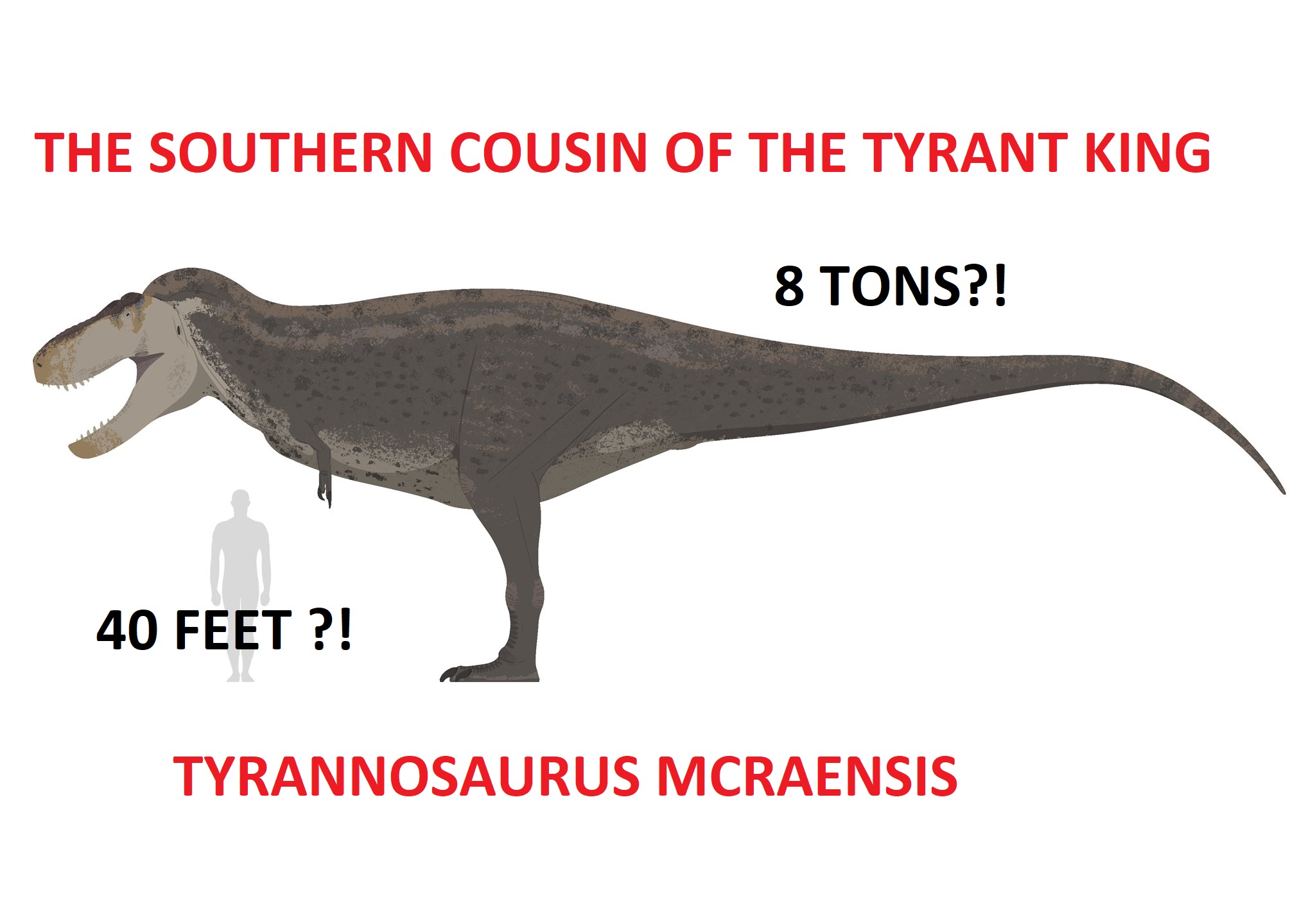 Mcraensis tyrannosaurs